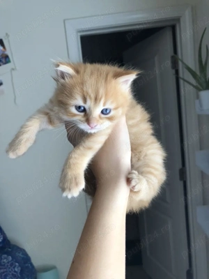 British Orange  - imagine 3