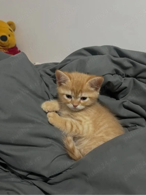 British Orange  - imagine 2