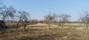 Vand casa+sura+anexa teren 54 ari