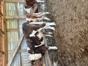 Se vinde juninca de 1.8 luni  - imagine 2