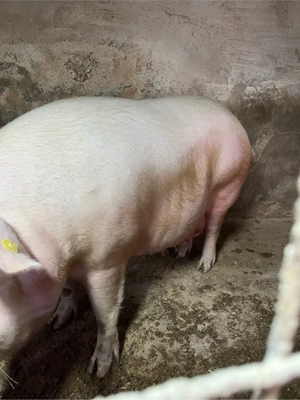 Vând scroafă gestantă - imagine 2