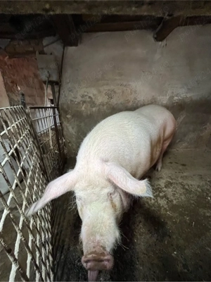 Vând scroafă gestantă - imagine 4