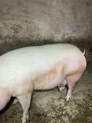 Vând scroafă gestantă - imagine 3