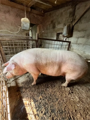 Vând scroafă gestantă - imagine 3