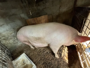 Vând scroafă gestantă