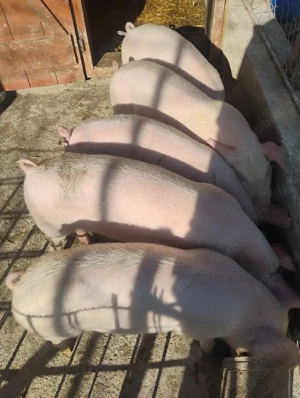 purcei de vanzare 40,45 kg