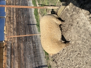 Vând scroafă mangaliță 