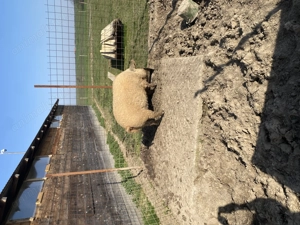 Vând scroafă mangaliță  - imagine 3