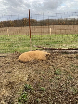 Vând scroafă mangaliță  - imagine 2