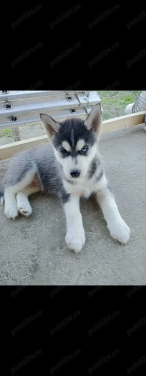 Vând pui Husky Siberian   vaccinați și deparazitați - imagine 3