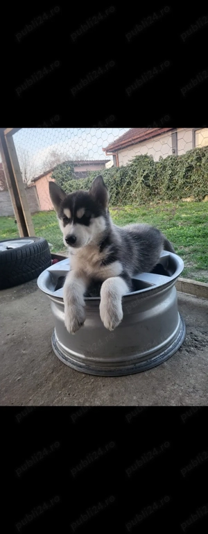 Vând pui Husky Siberian   vaccinați și deparazitați - imagine 2
