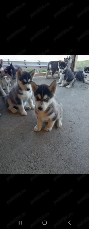 Vând pui Husky Siberian   vaccinați și deparazitați - imagine 4