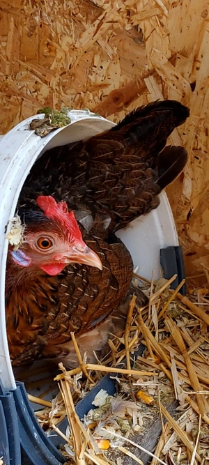 Gaini si cocosi americani - imagine 4