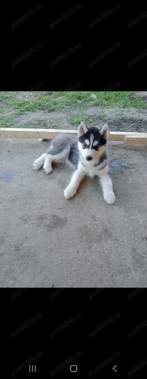 Vând pui Husky Siberian   vaccinați și deparazitați - imagine 5