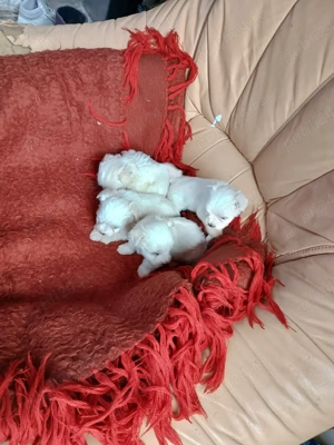vand căței Bichon maltez mini toy  - imagine 5