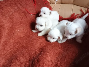 vand căței Bichon maltez mini toy  - imagine 2