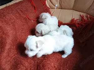vand căței Bichon maltez mini toy  - imagine 3