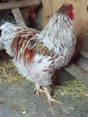 cucoși Yandotte argintiu,splesh și auriu - imagine 2