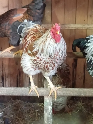 Cocoși Yandotte din 2025 - imagine 4