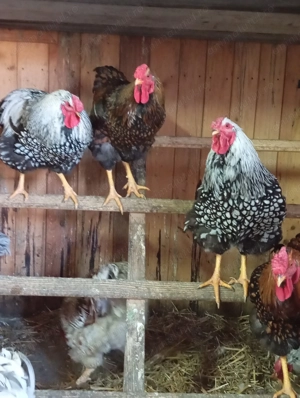 cucoși Yandotte argintiu,splesh și auriu - imagine 3