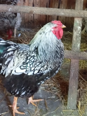 cucoși Yandotte argintiu,splesh și auriu