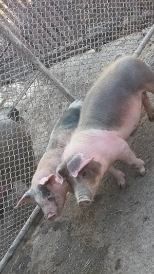 vând șoldanei  - imagine 4