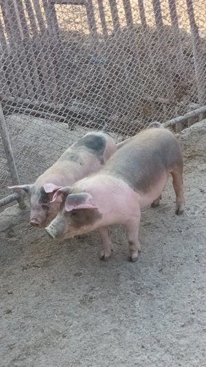 vând șoldanei  - imagine 3