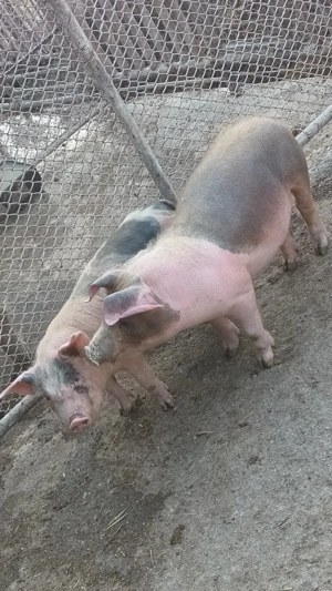 vând șoldanei  - imagine 2