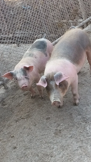 vând șoldanei  - imagine 5