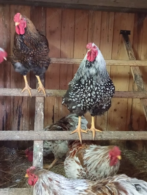 cucoși Yandotte argintiu,splesh și auriu - imagine 5