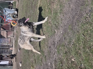 Vând femelă Kangal 6 luni - imagine 3