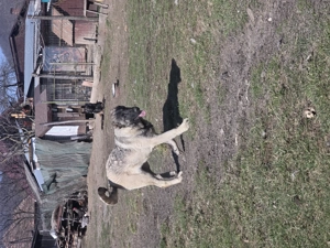 Vând femelă Kangal 6 luni - imagine 2