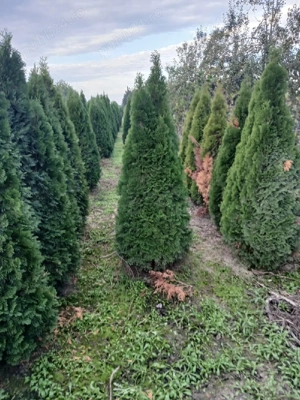 piatra si plante naturale 