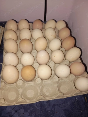 Oua de incubat, Australorp si Cream Legbar  - imagine 2