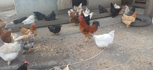 Oua de gaina 1,5 lei buc tg mures - imagine 2