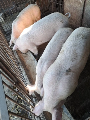 Porci de vanzare  - imagine 3