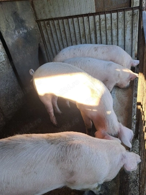 Porci de vanzare  - imagine 2