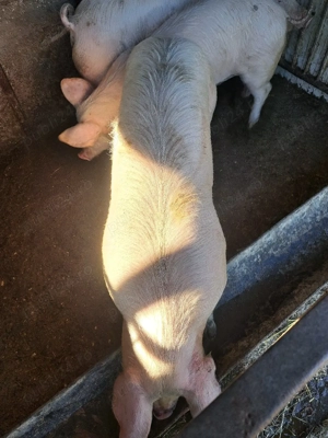 Porci de vanzare  - imagine 5
