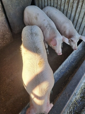 Porci de vanzare  - imagine 4