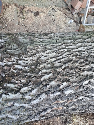 Vând lemn de nuc fără să fie putrezit lemnul ieste sănătos se poate vedea la fața locului nu areăuri