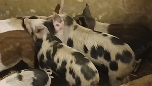 purcei 8-9 saptamani 