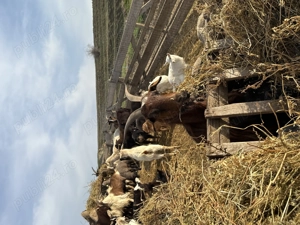 Vând Capre + iezi - TULCEA 