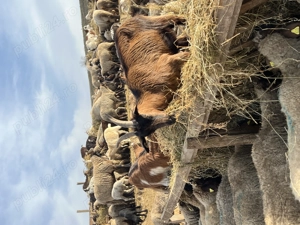 Vând Capre + iezi - TULCEA  - imagine 4