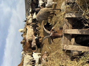 Vând Capre + iezi - TULCEA  - imagine 5