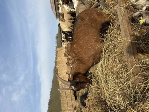 Vând Capre + iezi - TULCEA  - imagine 2