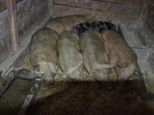 vând porci 95-100 kg