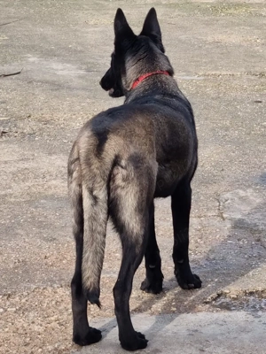 Femela Ciobanesc Belgian Malinois