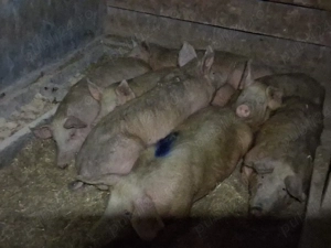 vând porci 85-90 kg