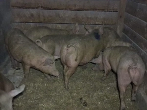 vând porci 70-75  kg - imagine 2