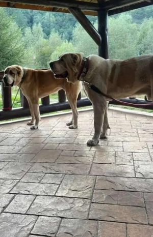 Pui Ciobănești de Asia Centrală  - imagine 4